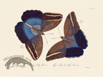 Jablonsky Butterfly 030